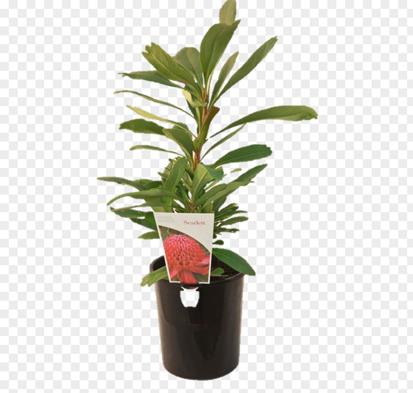 Leaf Flowerpot Evergreen Shrub Plant Stem PNG