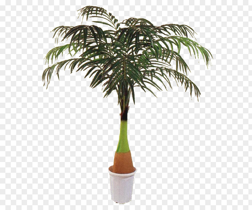 Plants Palm Trees Houseplant Trunk Sago PNG