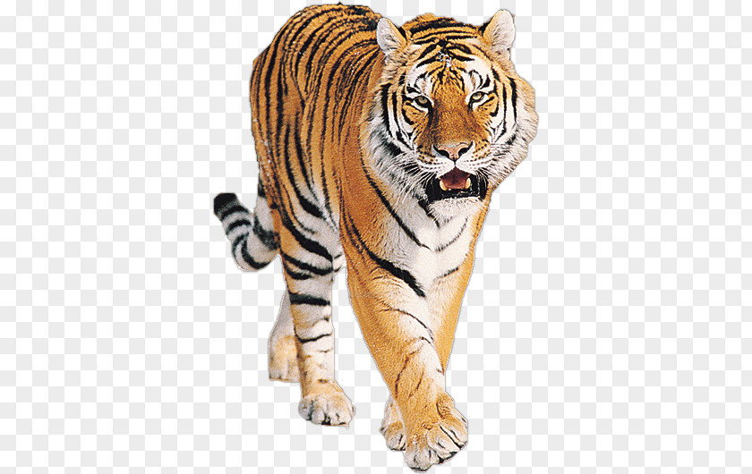 Tiger Roaring PNG Roaring, Bengal tiger clipart PNG