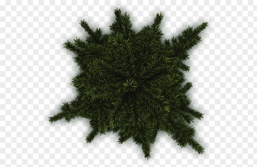 Tree Spruce Pine Fir Evergreen PNG
