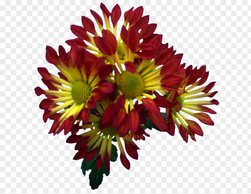 Albert Camus Blanket Flowers Chrysanthemum Transvaal Daisy Floral Design Cut PNG