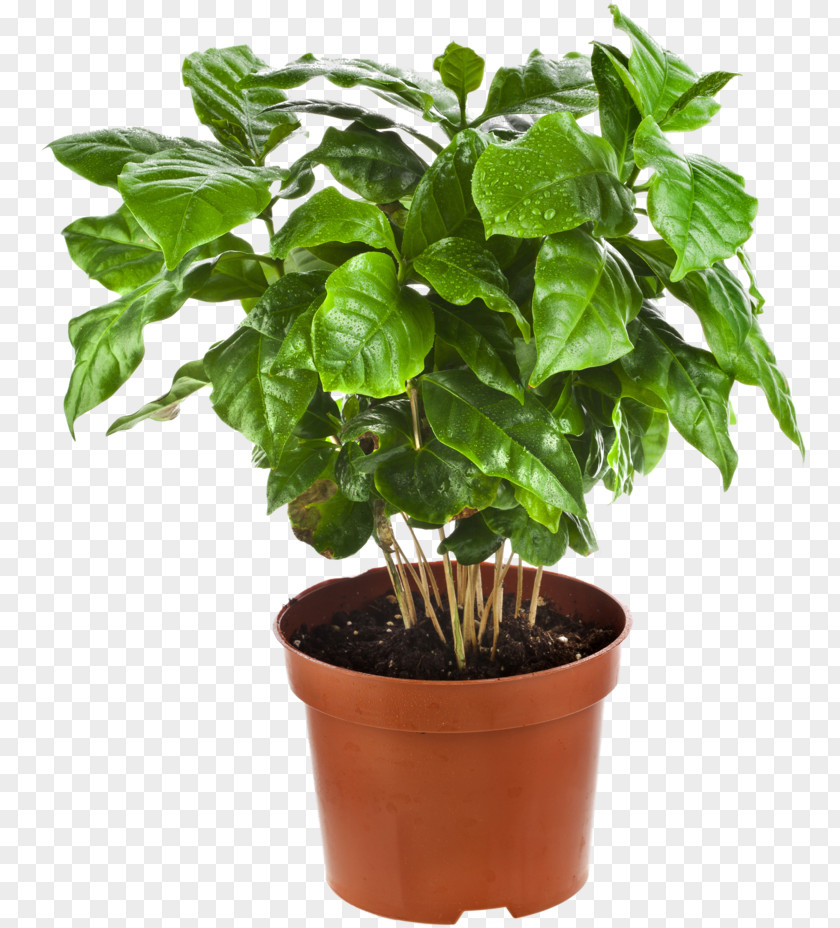 Arabica Plant Coffee Houseplant Tree Flowerpot PNG