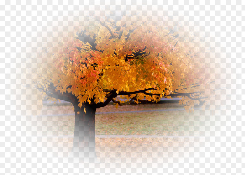 Autumn Leaf Color Tree Desktop Wallpaper PNG