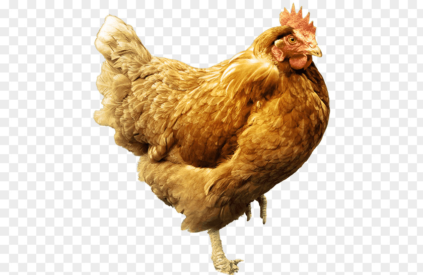 Chicken Coop Rooster Diatomaceous Earth Dermanyssus Gallinae Insecticide PNG