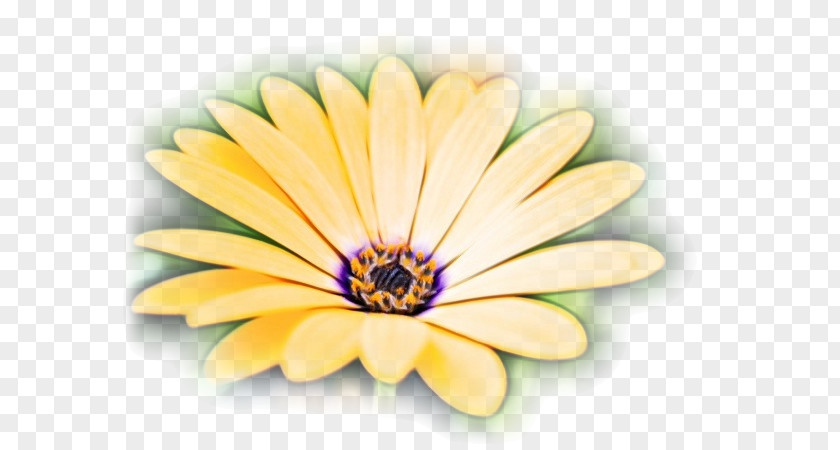 Daisy Family Wildflower Cartoon Nature Background PNG