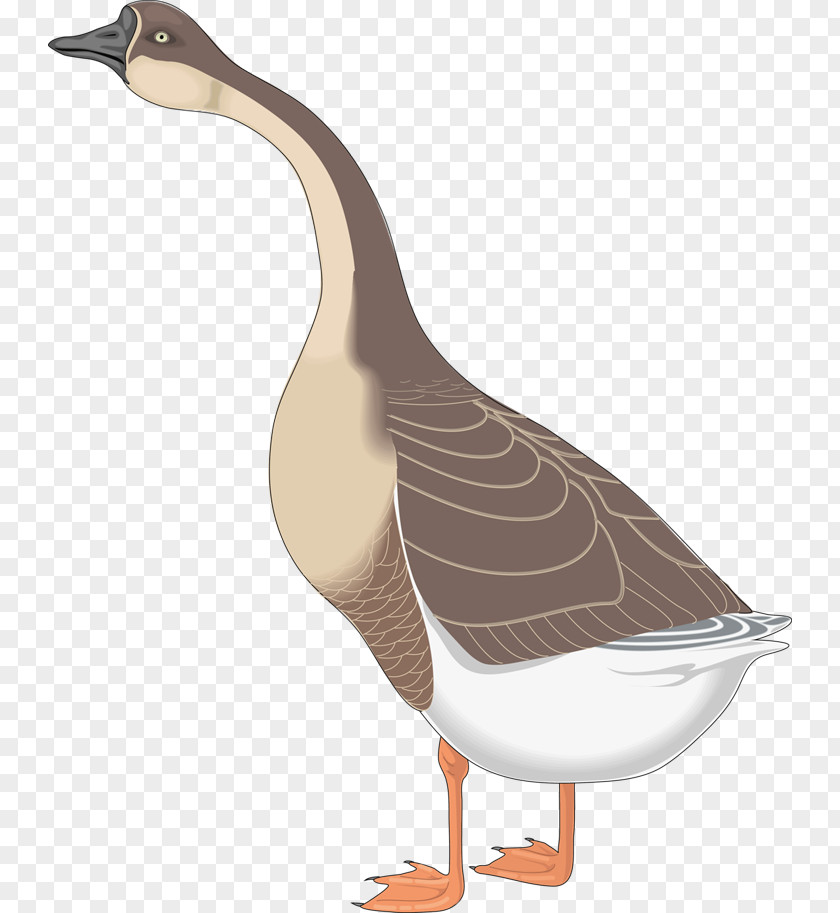 Goose Canada Bird Greylag Clip Art PNG
