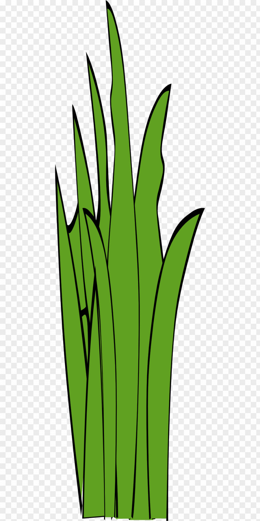 Green Grass Line Art Clip PNG