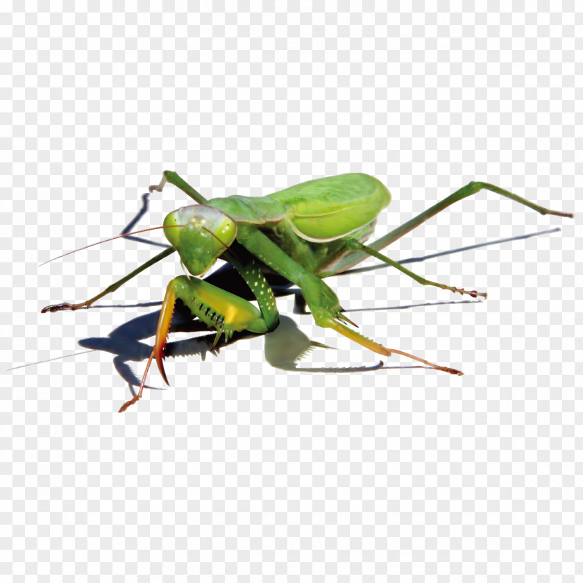 Green Mantis PNG
