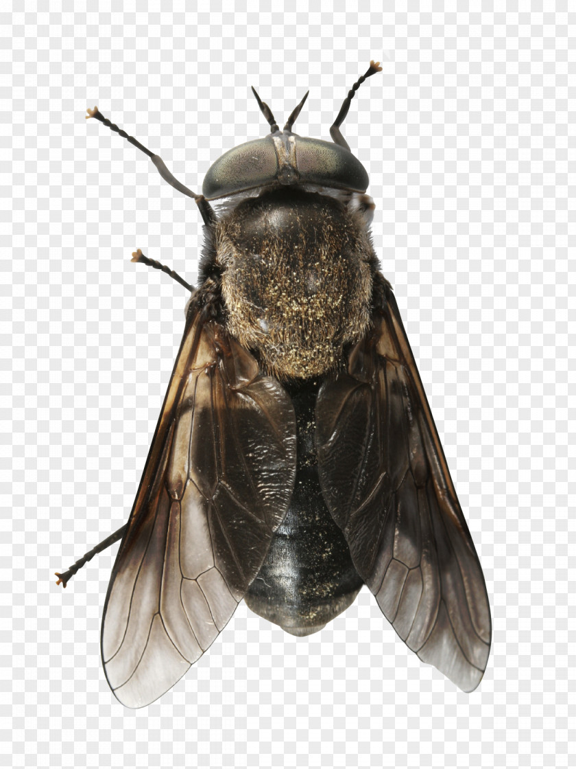 Question Tag Fly Horses Bee Insect PNG