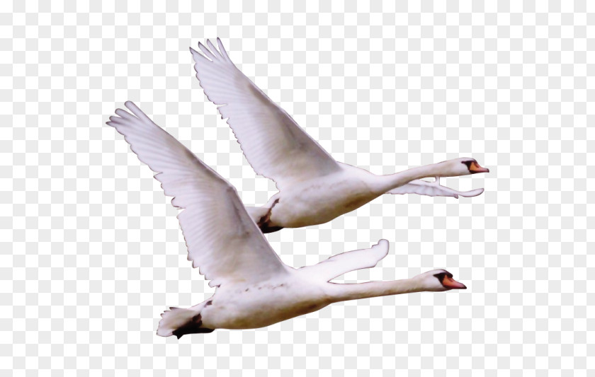 White Crane Bird Cygnini Duck Goose PNG