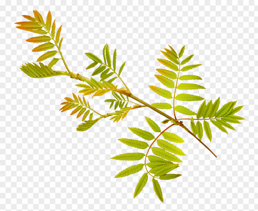 Herbs Leaf Plant Stem Tree PNG
