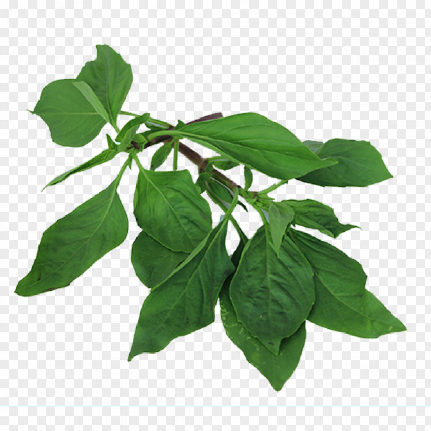Leaf Basil Thai Cuisine Herb Plant Stem PNG