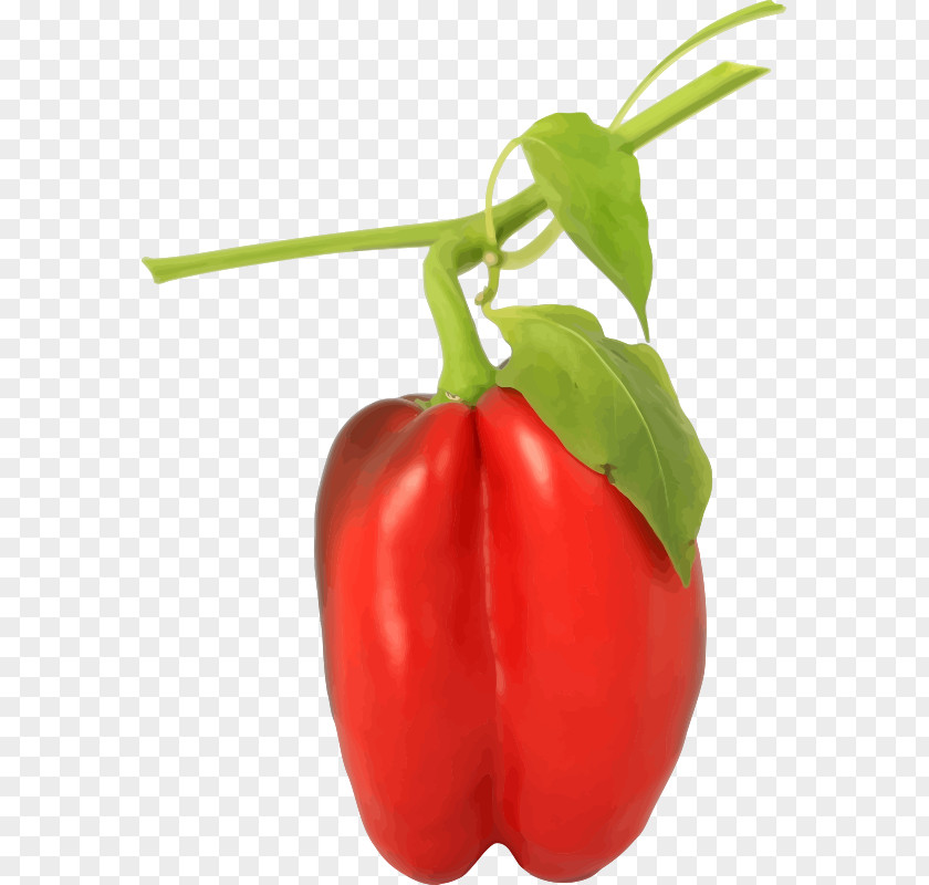Pepper Bell Taco Chili Black Spice PNG