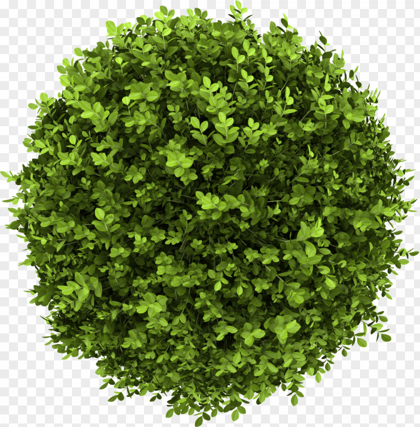 Tree Shrub Stock Photography Royalty-free Buxus Sempervirens PNG
