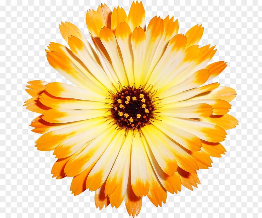Flower Yellow Image Chrysanthemum PNG
