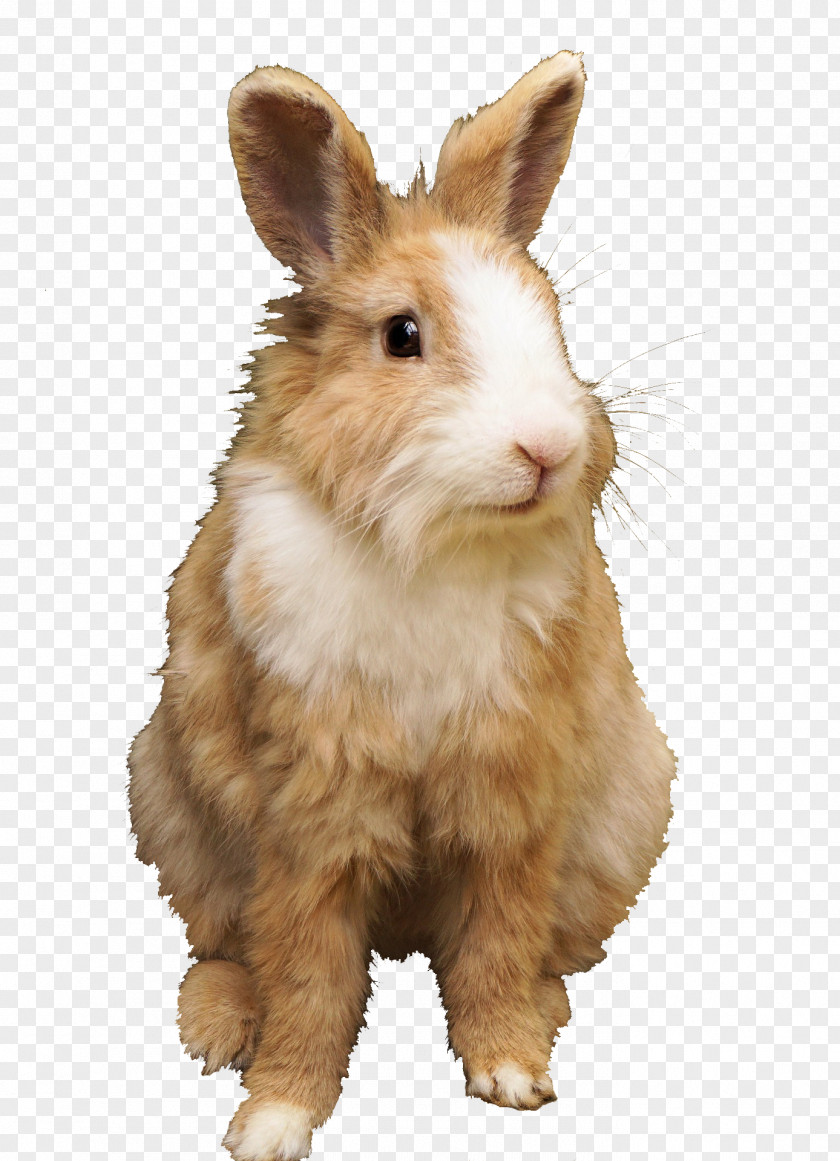 Rabbit Domestic Netherland Dwarf Hare Holland Lop Rex PNG