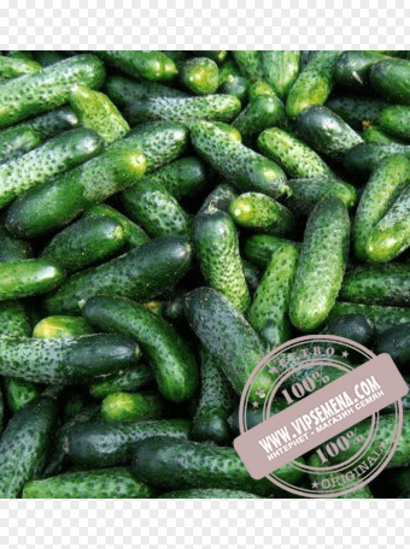 Cucumber Seed Price Rijk Zwaan Artikel PNG