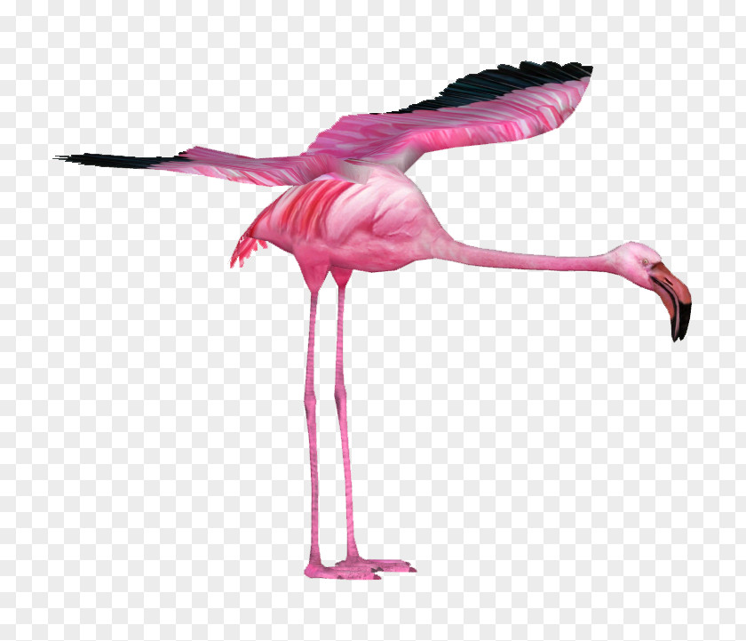 Flamingo Water Bird Vertebrate Beak Feather PNG