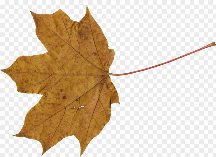 Leaves Maple Leaf PNG