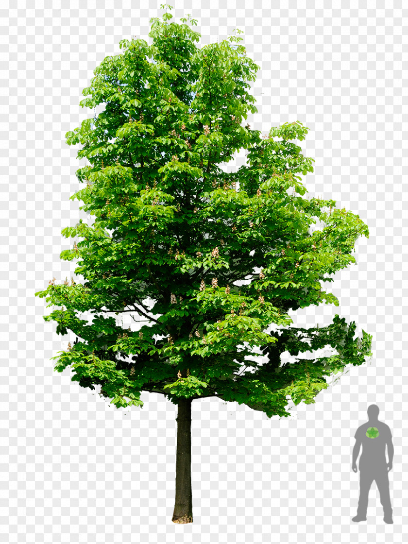 Rhododendron European Horse-chestnut Tree Oak Architecture PNG