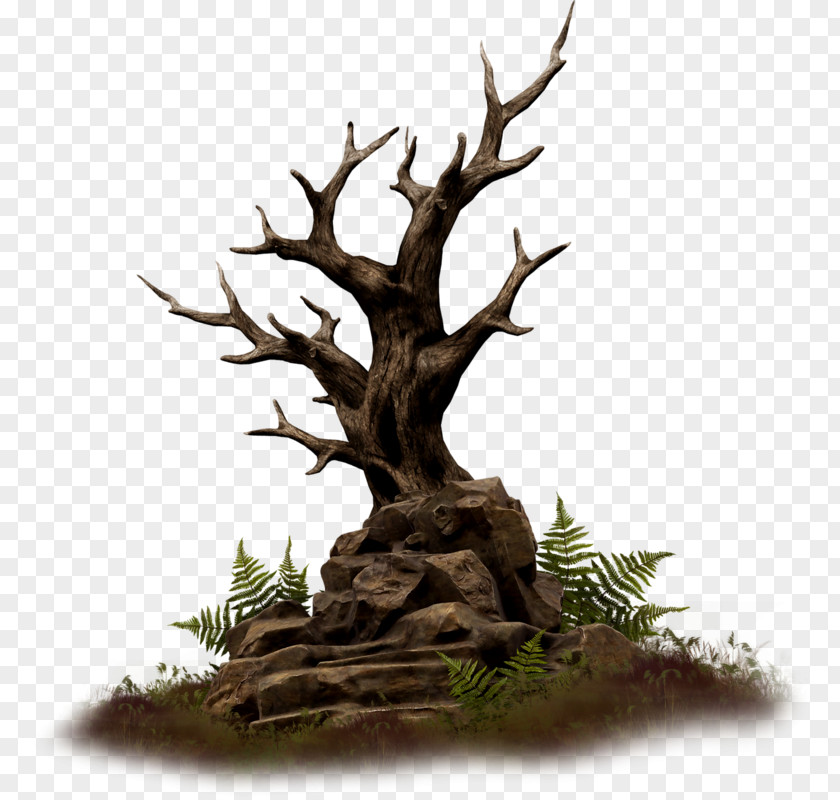 Wood Branch Rock Tree PNG