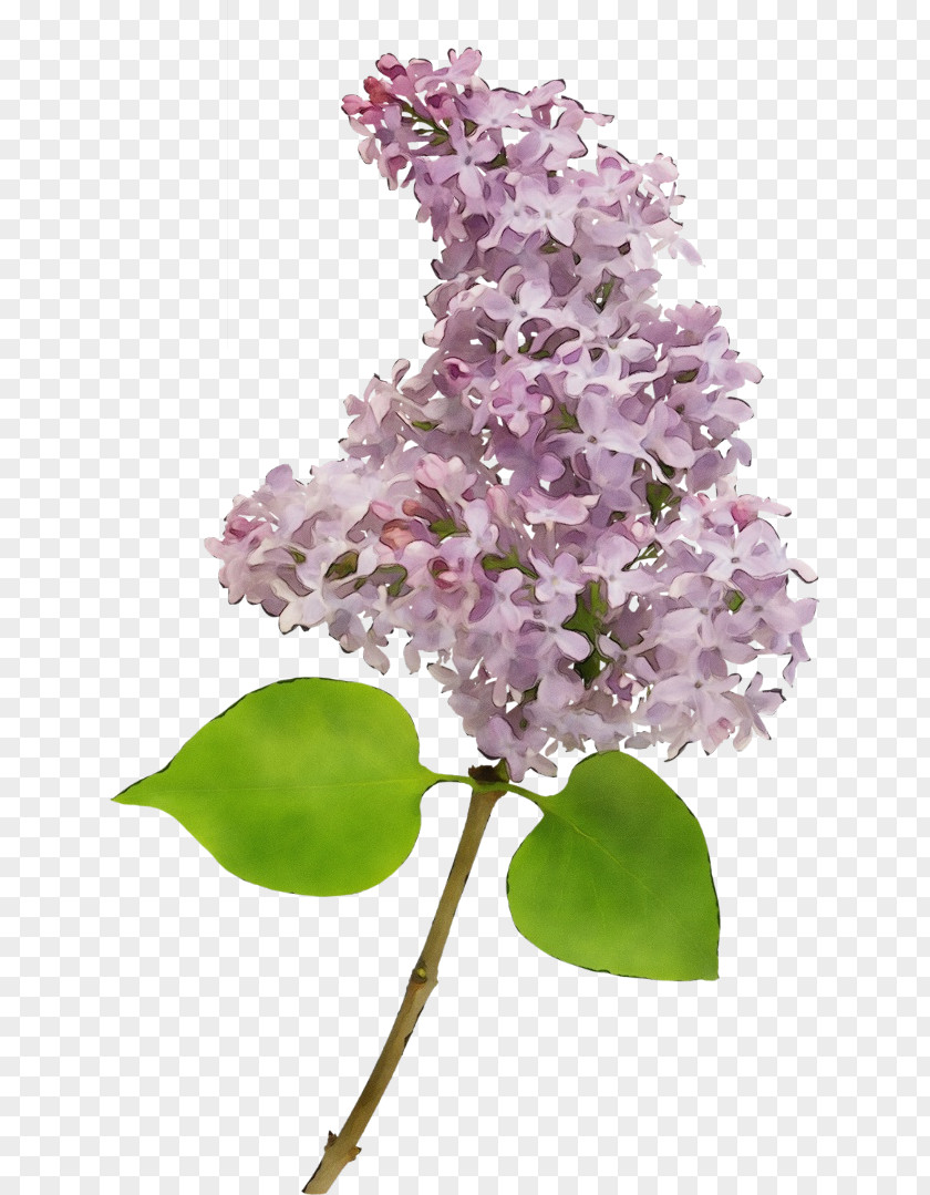 Blossom Petal Flower Lilac Plant Purple PNG