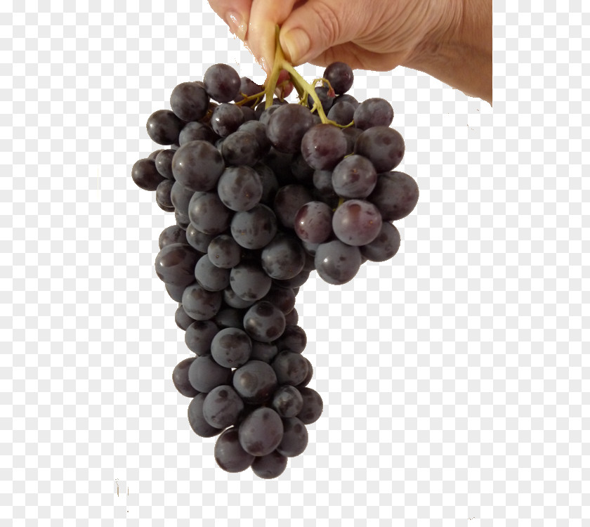 Grape Beaujolais Nouveau Animaatio Vineyard PNG