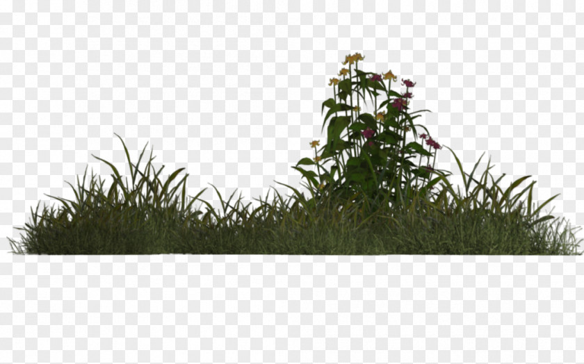 Grass Plant Meadow .de Tree PNG