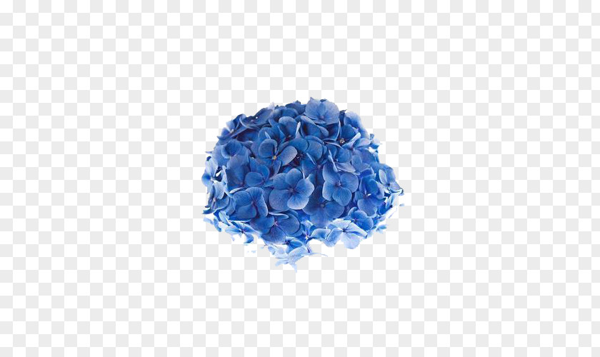 Hydrangea Flowers Shimoda French Flower Blue Photography PNG