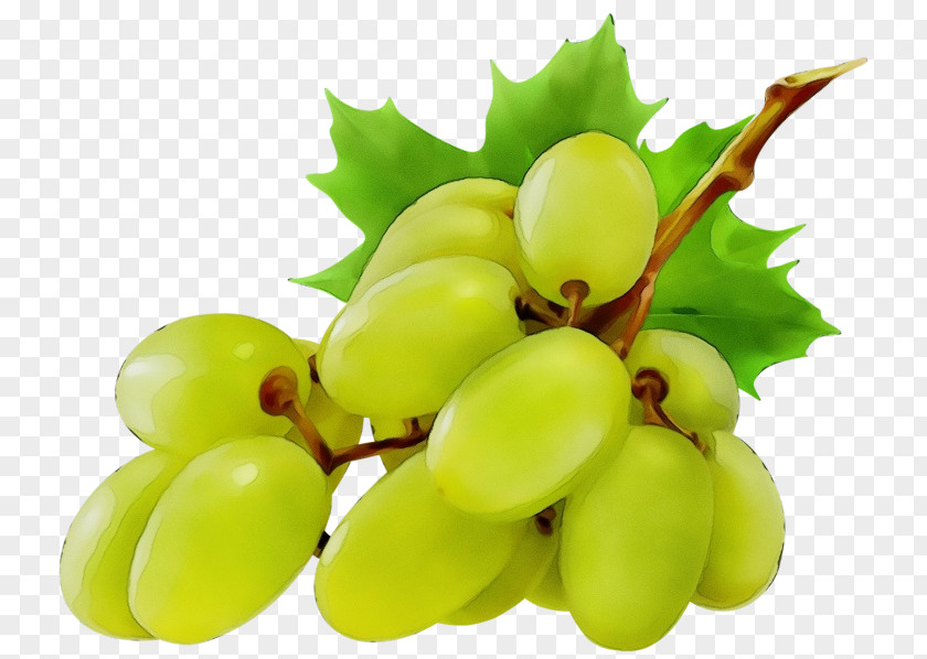 Leaf Grape Leaves Seedless Fruit Grapevine Family Plant PNG