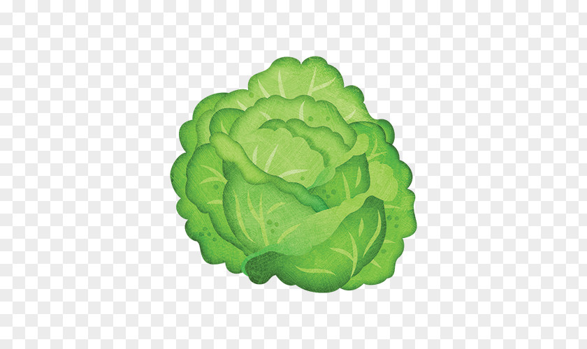 Lettuce Iceberg Leaf Vegetable Cabbage PNG