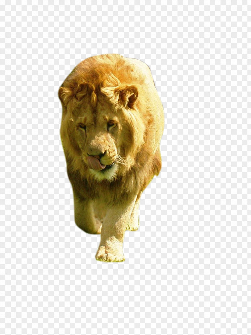Lion Cat Animal PNG