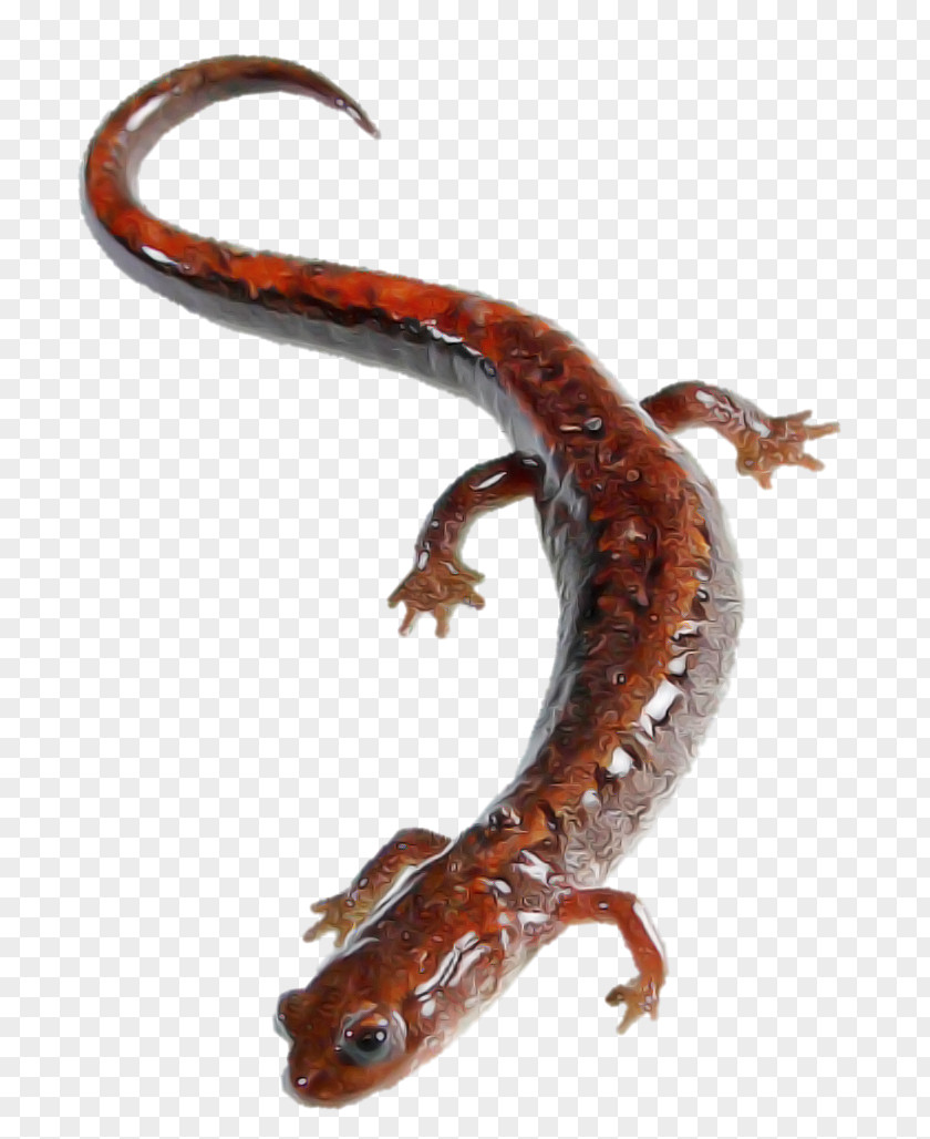 Lungless Salamander Woodland Climbing Reptile Smooth Newt PNG