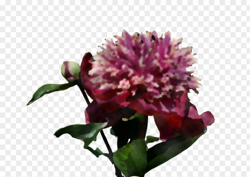 Red Clover Petal Flower Plant Cut Flowers Pink PNG