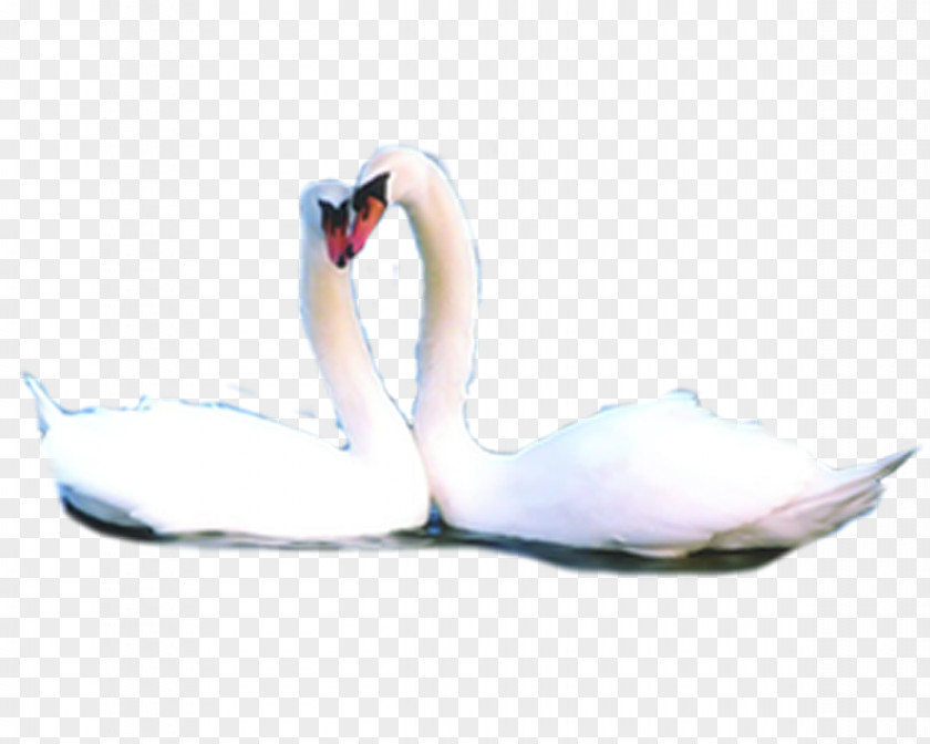 Two Swans Domestic Goose Black Swan PNG