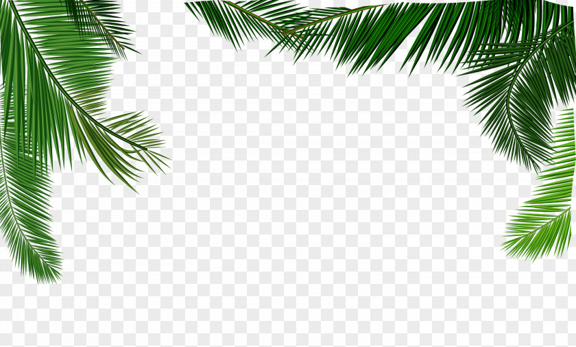 Vector Texture Coconut Leaves Material Milk Leaf Euclidean PNG