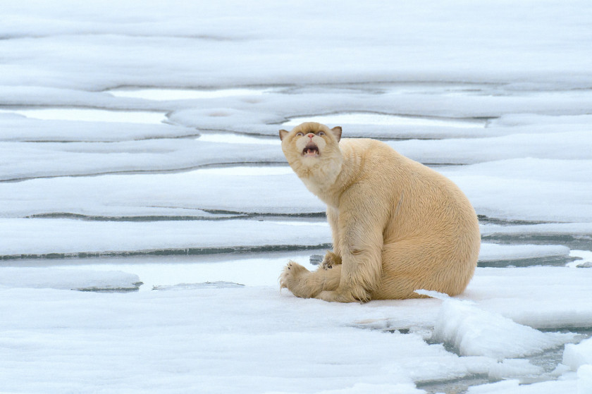 Polar Bear Arctic Dog Cat PNG