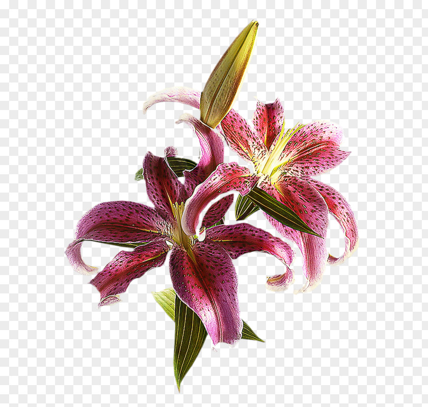 Terrestrial Plant Tiger Lily Flower Cartoon PNG