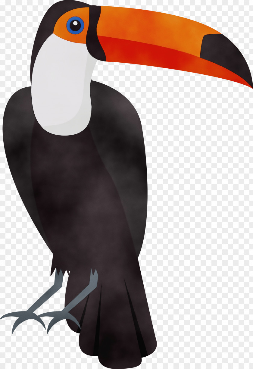 Toucans Beak PNG