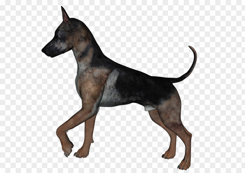 Dogs English Toy Terrier Manchester PNG