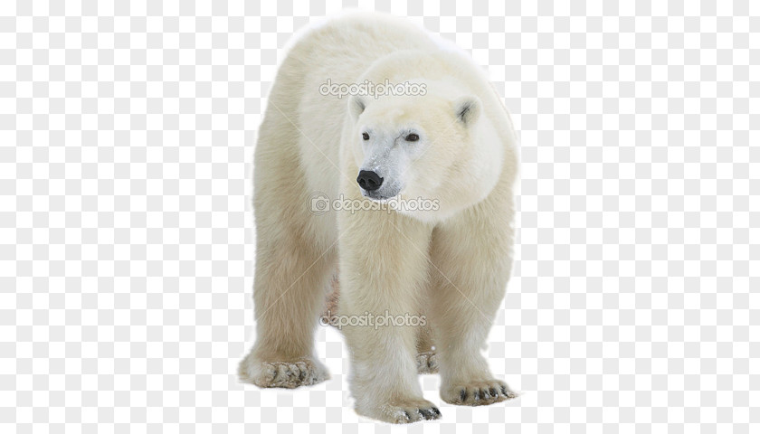 Polar Bear Bear, What Do You Hear? Stock Photography PNG