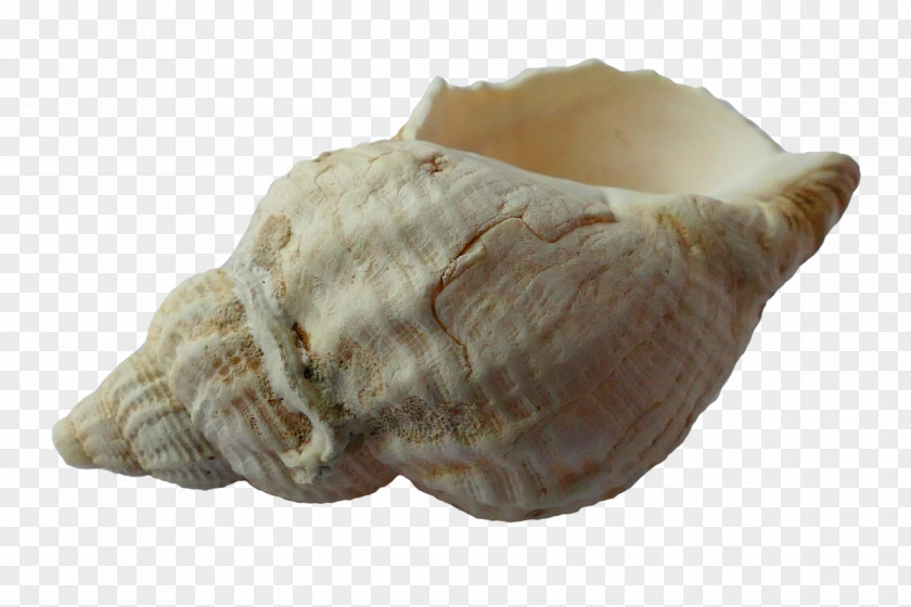 Conch Fort Myers Beach Seashell PNG