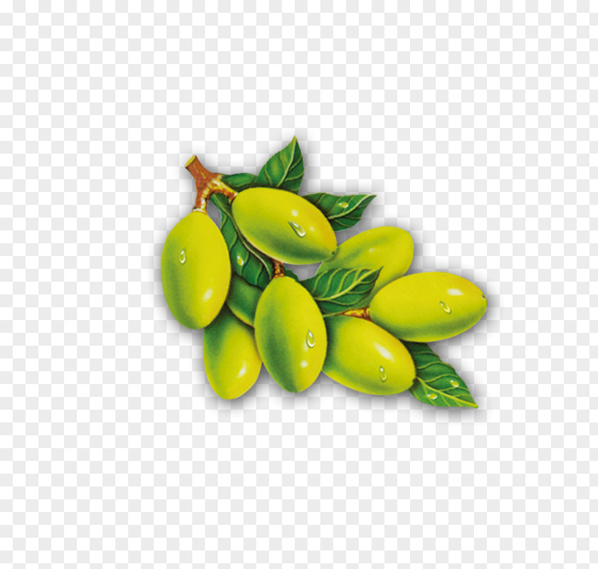Olives Olive Leaf Oil PNG