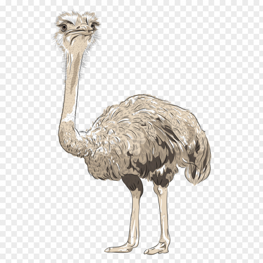 Ostrich Common Top Hat Stock Photography Clip Art PNG