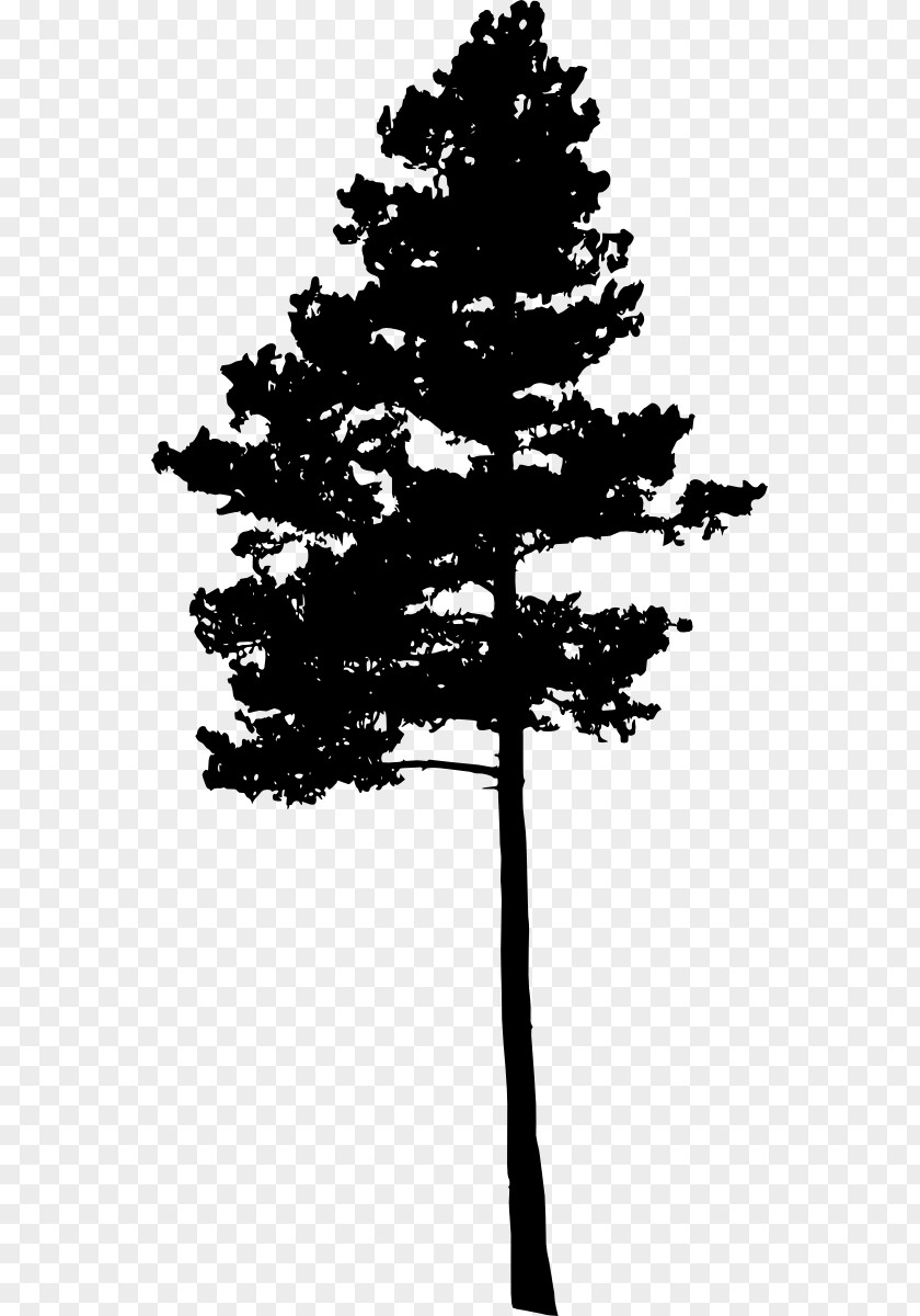 Pine Tree Fir Conifers Spruce PNG