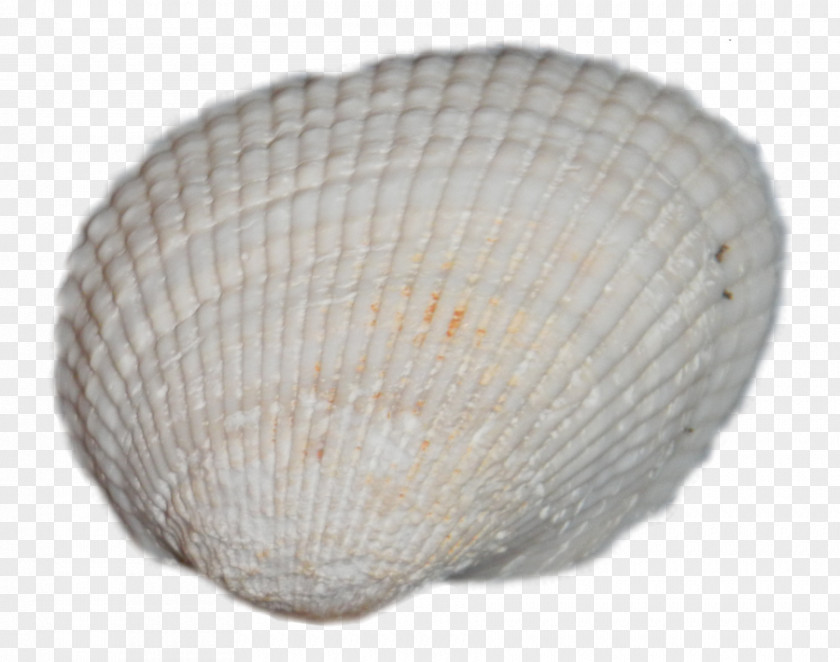 SEA SHELL Cockle Clam Mussel Oyster Seashell PNG