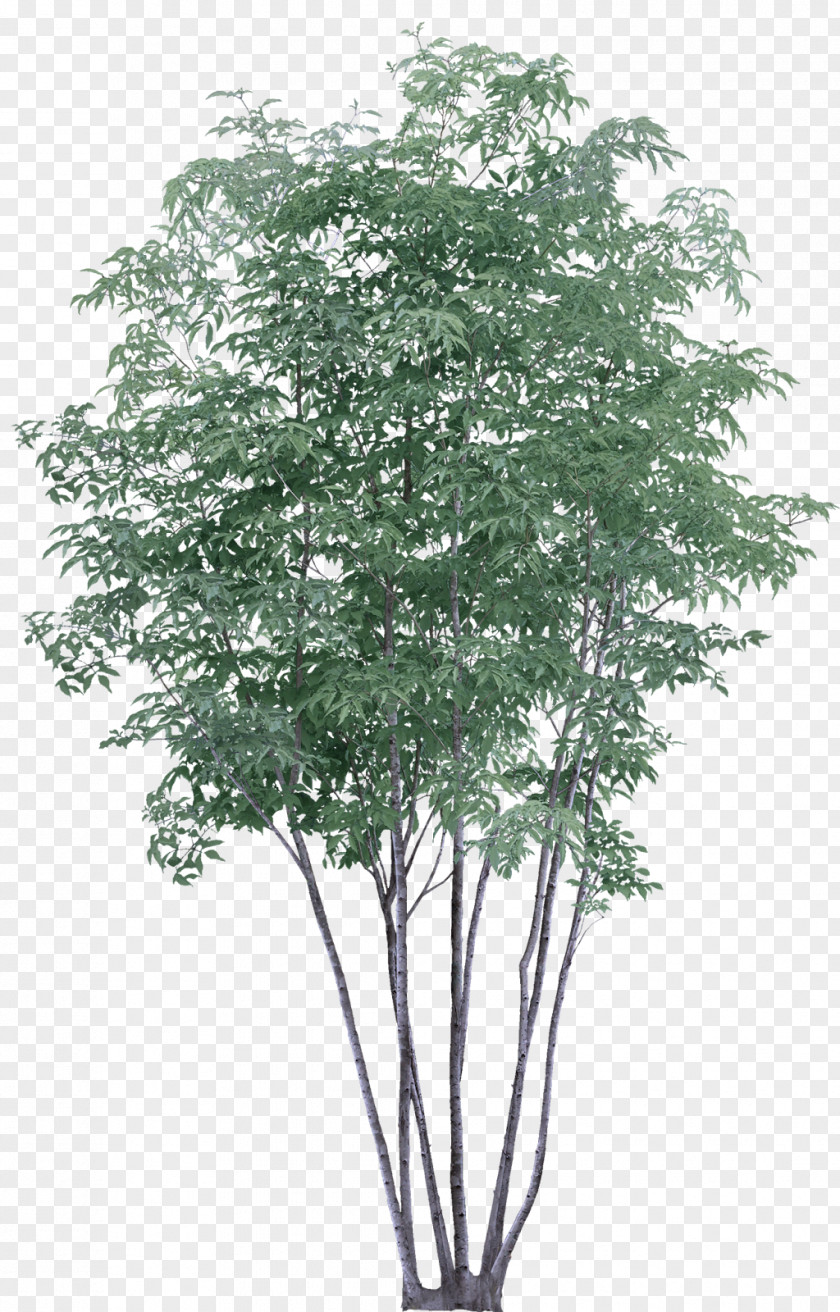 Shrub Plant Stem Tree Flower Woody Flowering PNG