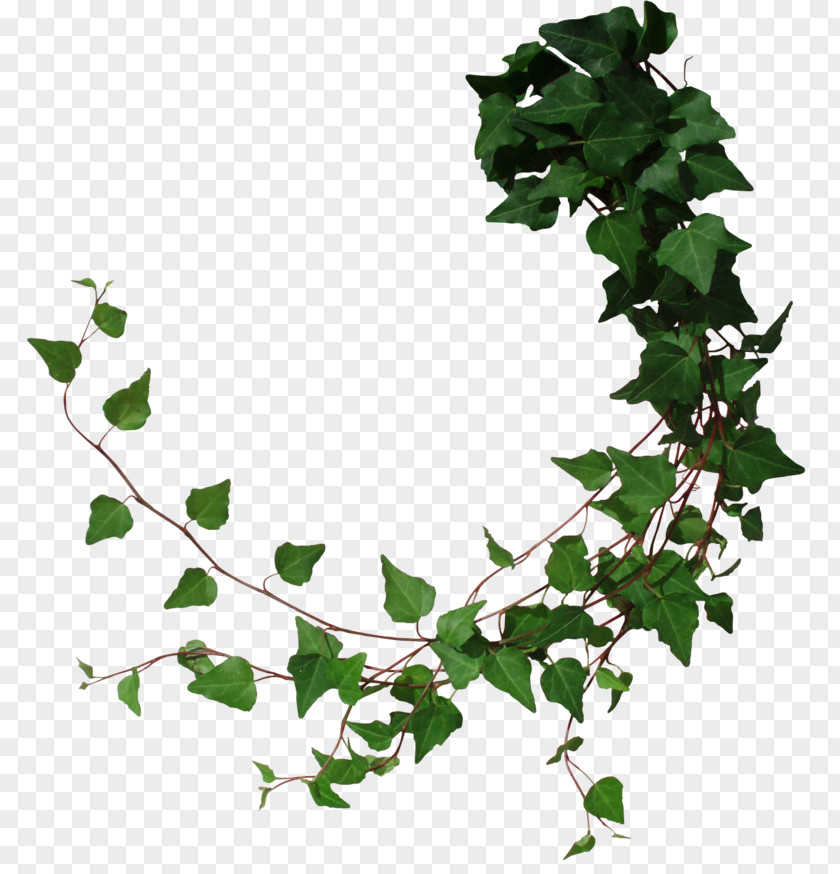 Plant Drawing Clip Art PNG