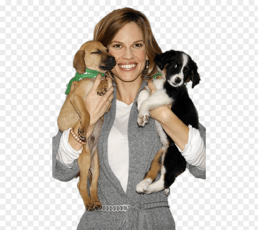 Puppy Hilary Swank Dog Breed Companion PNG