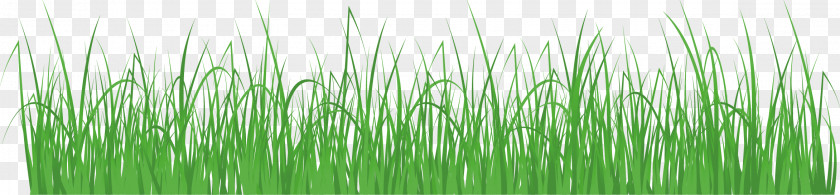 Turf Elements Wheatgrass Meadow Royalty-free PNG